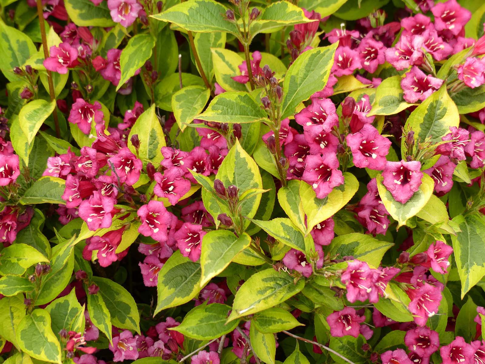 Weigela Florida FRANCH LACE ‘Brigela’ PBR – Platforma B2B WAŻYŃSCY